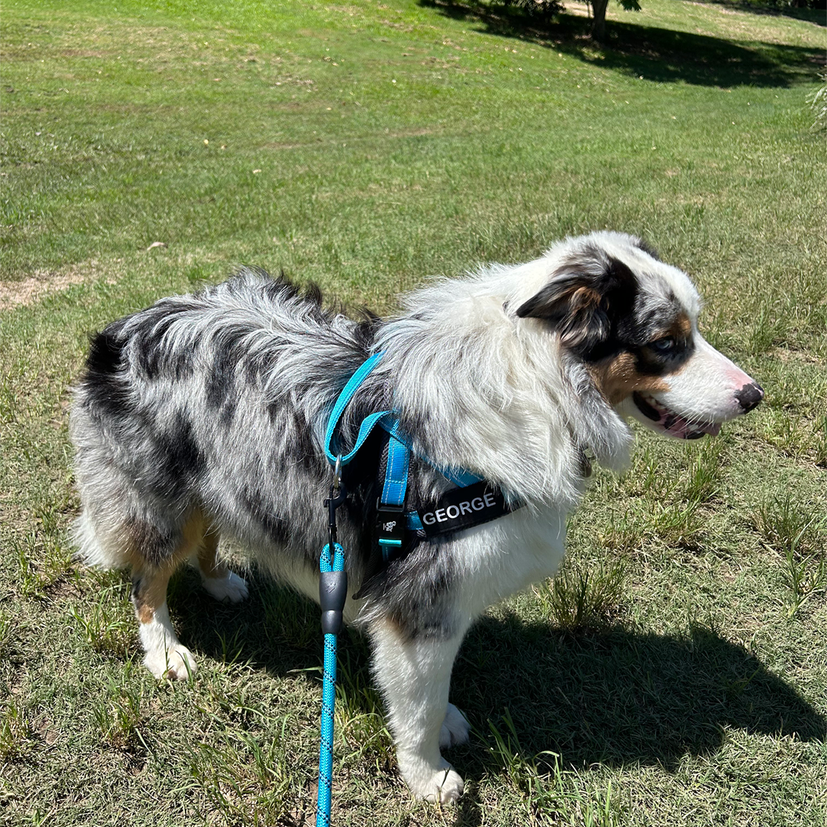 Wag Along Comfort Harness